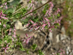 Fumaria kralikii