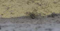 Oecobius maculatus