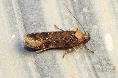 Chionodes trichostola
