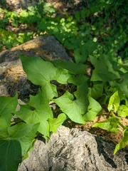 Convolvulus scammonia