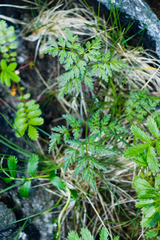 Conioselinum gmelinii