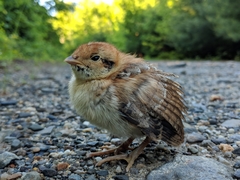 Ruffed Grouse photo 6