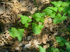 Convolvulus scammonia
