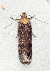 Chionodes trichostola