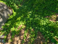 Convolvulus scammonia