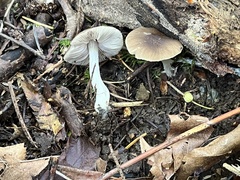 Pluteus brunneidiscus