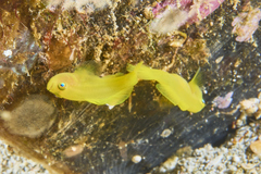 Lubricogobius exiguus