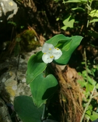 Tradescantia brevifolia