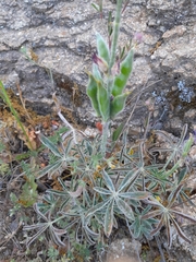 Lupinus hispanicus