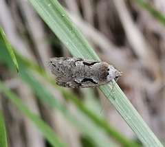 Semioscopis steinkellneriana