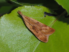 Dichomeris derasella