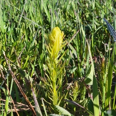 Castilleja lutescens