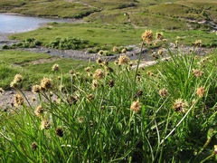 Carex foetida