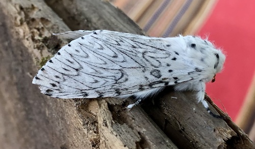 Cerura erminea