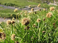 Carex foetida