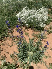 Anchusa leptophylla