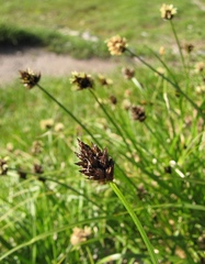 Carex foetida