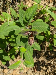 Salvia tomentosa