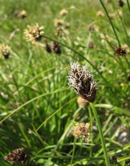 Carex foetida