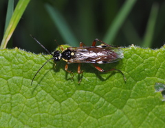 Tenthredopsis stigma