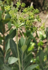 Bupleurum fruticosum
