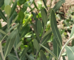 Bupleurum fruticosum