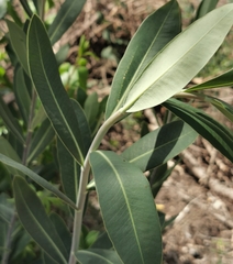 Bupleurum fruticosum