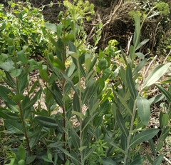 Bupleurum fruticosum