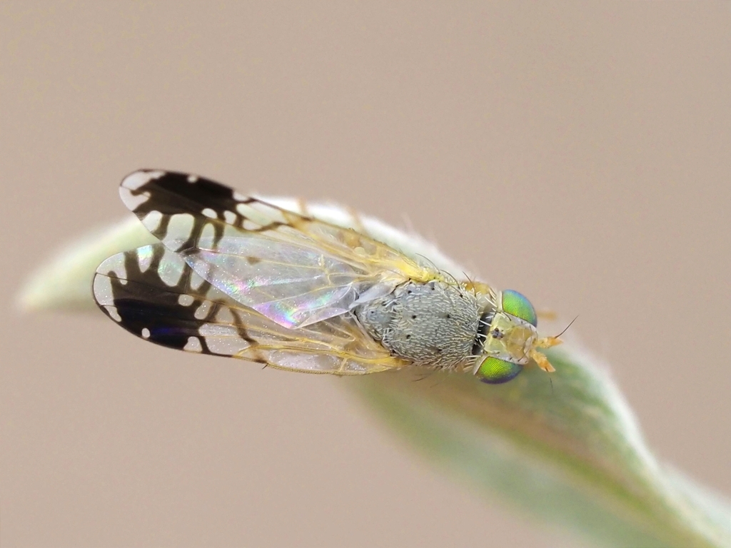 Trupanea amoena