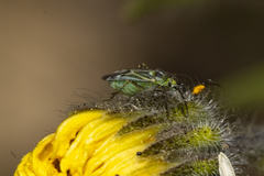 Macrotylus intermedius