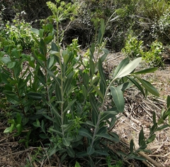 Bupleurum fruticosum