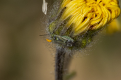 Macrotylus intermedius