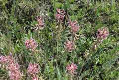 Astragalus pendulus