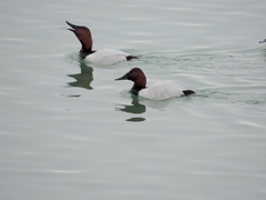 Aythya valisineria
