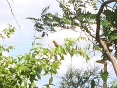 Piranga rubra