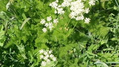 Meum athamanticum