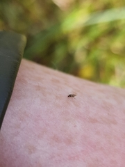 Culicoides impunctatus