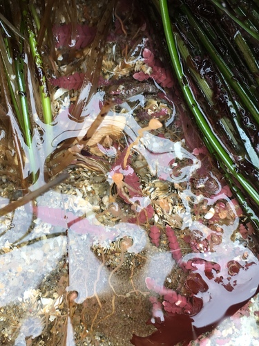 Ectopleura marina