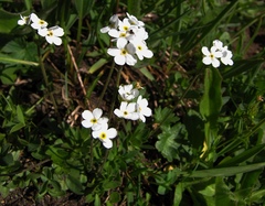 Androsace obtusifolia