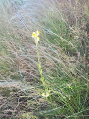 Linaria macroura