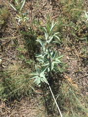Euphorbia macroclada