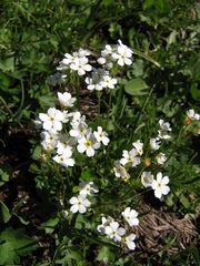 Androsace obtusifolia