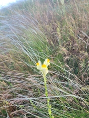 Linaria macroura