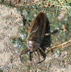 Lethocerus annulipes