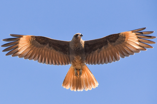 White-throated Caracara (Daptrius albogularis), photo 10