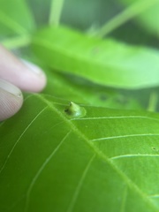 Phylloxera caryaefoliae