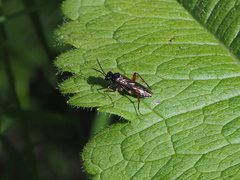 Macrophya chrysura