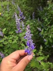 Salvia pruinosa