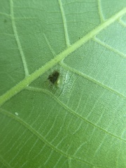 Phylloxera caryaefoliae