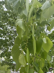 Tilia americana